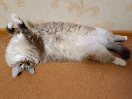 ТС, ты с котегами поаккуратнее, им виднее, как правильно лежать!