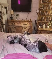 Мой собакин. Большим умом не отличается, звезд не неба не хватает, любимые занятия - жрать и спать . Если в дом заходит чужой, прячется под кровать. Так  что страж дома из него никакой. Но мы все равно его любим, потому что он любит нас.