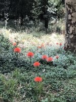 Чудеса природы: 30 интересных фактов и фотографий об окружающем мире