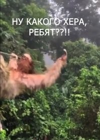 «Ты не пройдешь!»: ленивец перегородил путь во время зиплайна