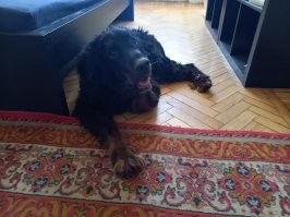 Мой с мангала не возьмёт - знает, что горячо-  но роста как раз хватает, чтобы подойти к столу, и положить на него морду. С печальными глазами. И если никакой вкусняшки не отломится, обычно вежливо тычит лапой в бок - "Хозяин, ты что, забыл про меня?"