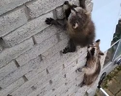 Суровый барнаульский грызун