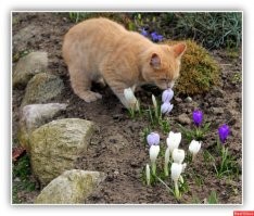 Мир, в котором хочется жить, красоты природы, котики, юмор и не только