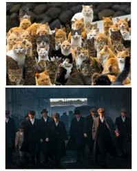 Острова, полностью заселенные животными