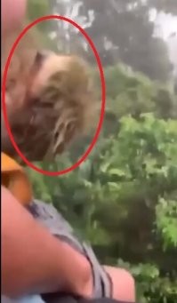 Вот как раз-то головой, посмотри внимательно - потом он разворачивается.