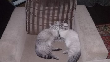 Мои подобрыши, сына целует маму...
Да маму стерилизовали...