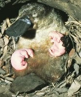 @Одним из таких органов является молочная железа у самок млекопитающих. Действительно, верхом абсурда будет представлять, что она развивалась постепенно, и лишь спустя многие поколения усложнилась настолько, что стала давать молоко.@

Очередной горячечный бред..

Смотри автор, на фото процесс выкармливания детеныша утконоса, они в буквальном смысле ползают по брюшку матери слизывая выделяющееся молоко.


@Еще одним «несократимым» элементом является жгутик для передвижения одноклеточных организмов.@
Жгутик эволюционировал из реснички, а ресничка из поверхностной чешуйки или специализирующейся ложноножки.

"Все живые организмы развивались от простого к сложному." - чушь, гельминты происходят от кольчатых червей, но в процессе эволюции утеряли даже пищеварительную систему.

@Выяснилось, что ДНК амебы почти в 100 раз больше, чем ДНК человека. Более того ДНК очень похожих друг на друга видов порой кардинально отличаются. @ - такое ощущение что тебя, автор? вчера разморозили.

В настоящее время (с 2010 года) данные оспорены. Измерения для амебы дубии и других простейших (которые, как сообщалось, имеют очень большие геномы), проводились в 1960-х годах с использованием грубого биохимического метода, который в настоящее время считается ненадежным для точного определения размера генома. Метод использует целые клетки, а не изолированные ядра, и поэтому включает не только ДНК из других частей клетки вне ядра (то есть из митохондрий и пластид), но и ДНК из организмов, съеденных амебами. Amoeba proteus, который, как сообщалось, имел размер генома 300 пг, на самом деле, по новым измерениям, имеет геном на порядок меньше, чем считалось ранее. Если такая же ошибка измерения присутствует и для амебы дубии, то ее геном будет в 10 раз меньше.

@Дальнейшие выводы так и вовсе поразительны. Получается, что вся информация, заложенная в геноме, не участвует в строительстве нового организма. Геном нечто большее чем просто блок с закодированными командами. Или, быть может, в ДНК содержится еще один слой генетической информации, которая станет востребована при определенных условиях.@
Да, ДНК это не только гены, НО И ПОРЯДОК ЭКСПРЕССИИ ГЕНОВ, в ДНК полно маркеров - тут копируй тут не копируй, и 89% человеческой ДНК просто молчащий мусор. Или например дказанно, что дети голодавших при беременности матерей имеют высокий риск ожирения - часть генов пробуждается от условий среды.

@Причем эти условия должны кардинально отличаться от земных.@ - да что ты говоришь, конечно ДНК содержит в себе следы условий, кардинально отличающихся от земных, первые бактерии ВООБЩЕ НЕ ДЫШАЛИ КИСЛОРОДОМ, а окисляли железо, из чего тебе в наследство остался тот же железосодержащий гемоглобин.

@они полностью разрушают эволюционную теорию@

Да вы вероватые всех мастей её уже 300 лет разрушаете. Но дохода со свечек в храме вам не видать.