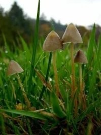 Я буду долго гнать велосипед, в глухих лугах его остановлю, нарву грибов...