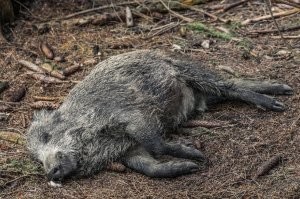 Вопрос одЭсскому поцыку - ты почему не подох под Артемовском, бен зона?