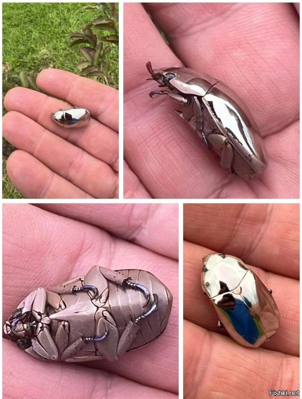 Среди посетителей Королевского дворца в Брюсселе (Бельгия) наибольшей популярностью пользуется зеркальная комната. Сюда приходят, чтобы посмотреть на один из шедевров, принадлежащих дворцу - композицию "Райское удовольствие" ("Heaven of Delight").
 
Творение современных мастеров - украшение потолка и люстра - сияют изумрудами. Но это только на первый взгляд драгоценные камни. На самом деле это надкрылья крупных тропических златок. Для этой уникальной инсталляции использовано около миллиона жуков.
 
Автор этого чуда - Ян Фабр (Jan Fabre, родился в 1958 году, живет в Антверпене) - современный бельгийский художник, драматург, режиссер, хореограф и дизайнер. В 2002 году он с 29 помощниками за три месяца украсил потолок и люстру Зеркального зала Королевского дворца жуками-златками.
 
Покровы их тела очень тверды и отличаются яркой, металлической, блестящей окраской, которая делает златок одними из самых красивых насекомых. Надкрылья жуков отражают свет, переливаясь всеми оттенками от зеленого до синего. Эти переливы света отражаются в старинных зеркалах зала и создают блестящий эффект. Таким образом традиционное искусство было дополнено современным.
P/S Не кидайте тапками... Честно СП@ЗДИЛ на каком то сайте...