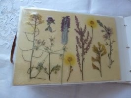 Помню на лето было задание по гербариям (сушил в книгах, иногда под утюгом). Было занимательно.