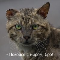 Знаменитый глава прайда из парка «Серенгети» убит в схватке с молодыми соперниками