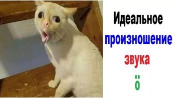 Из каких языков больше всего заимствований в русском?