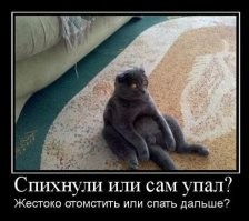 Швабра застала кота врасплох