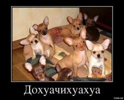 Мужчина схватил за шею пса, напугавшего его дочь