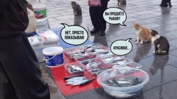 Мяяясо: голодные коты пытаются добраться до еды хозяев