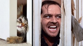 Мяяясо: голодные коты пытаются добраться до еды хозяев