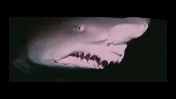 «но вид до сих пор он не удалось точно установить»

Акула-домовой.
Глубоководная животина
Очень похоже