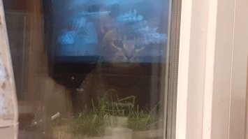 Недавно решил креветок под пивко поесть. С моими кошаками это нереально сложно. Закрылся в лоджии. Но каждую креветку провожал вот это взгляд)