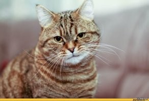 Кот-скептик считает, что это неправда...
