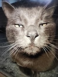 Не коты, а наркоманы ))))