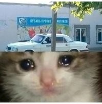 Мяяясо: голодные коты пытаются добраться до еды хозяев