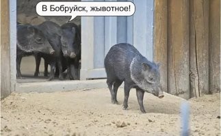 Хм... А ведь по адресу привёз. 
Бобруйская, 21.