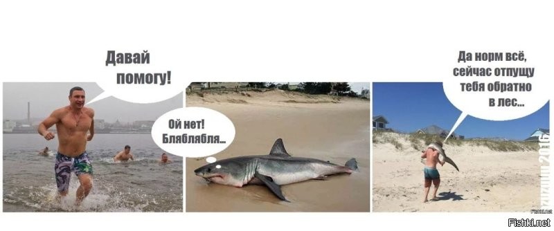 На популярный пляж в Британии выбросило двухметровую акулу