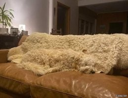 14 раз, когда маскировка чуть не дала сбой