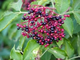 Таки попутал. и очень. Вы правы - у афтора ирга. А бузина вот