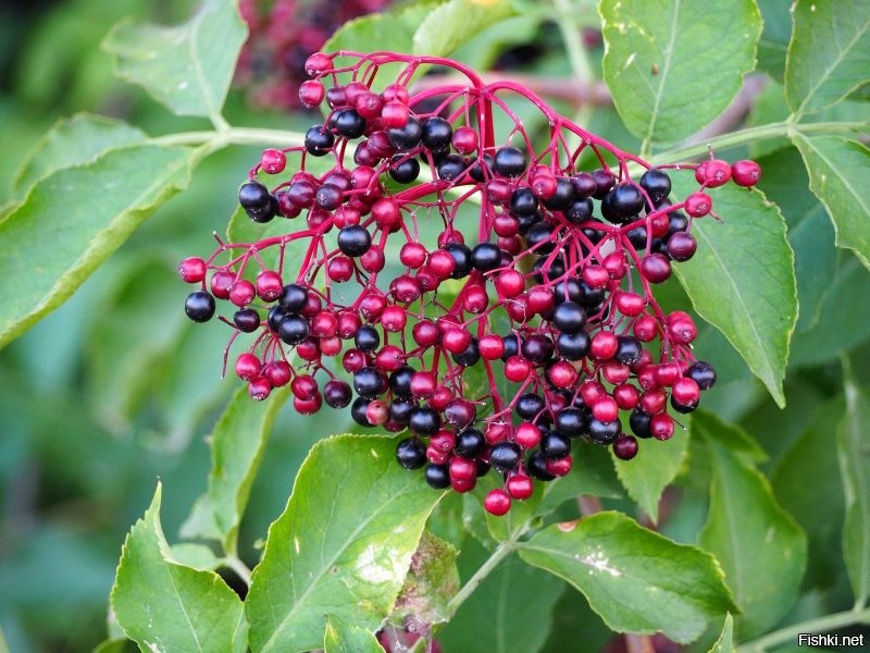 Таки попутал. и очень. Вы правы - у афтора ирга. А бузина вот