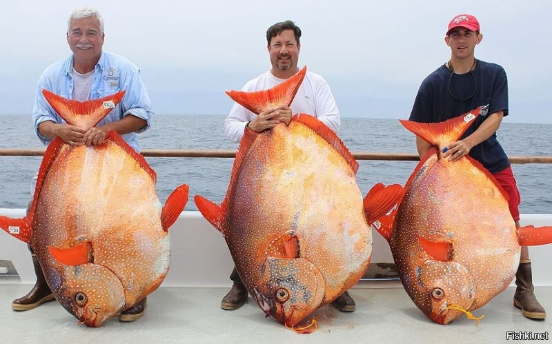 Слева-направо Армандо Кастилло, Джо Лудлоу и Трэвис Савала.
 Рыба опаха, средняя-82кг.