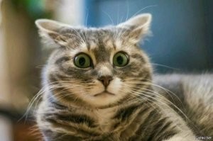 Шо это было?!!??!!!!