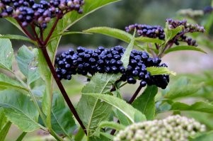 Аффтар насчёт бузины непраффф.