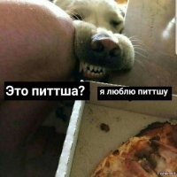 20 угарных питомцев, которые изменят ваше настроение к лучшему