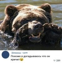 Мемные расследования: история появления Медведя в кустах