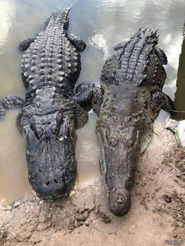 На видео аллигатор! Для сравнения на фото крокодил справа.