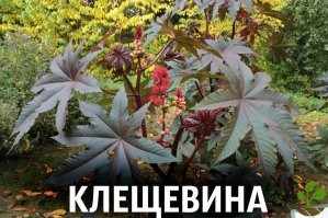 Автор накопипасти по инету чёрте-что - из тропиков и африки, из китая и мексики и т.д. и т.п. А с бузиной, с которой шансов встретиться несравненно больше - напутал. Клещевину, нашу отечественную совсем не упомянул.