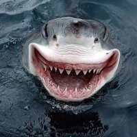 Странные, причудливые и пугающие глубоководные существа, найденные в 2022 году