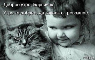 30 котонянек, которые отлично справляются со своей работой