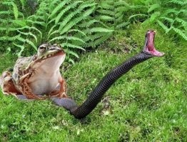 Екатерина Мизулина объявила охоту на блогеров