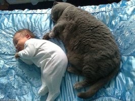 30 котонянек, которые отлично справляются со своей работой
