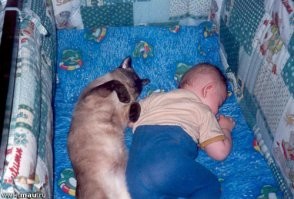 30 котонянек, которые отлично справляются со своей работой