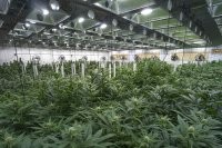 Ферма, которая всегда приносит прибыль