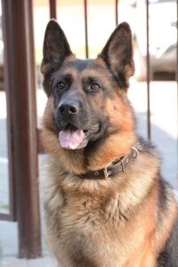 Хороший Мухтар, если нормально объяснить, интегральные уравнения может решать, не то что показания датчиков снимать. Плохо вы Мухтаров знаете!