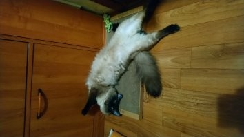 Котёнка отнял у мучителей год назад. Ему месяца не было, на ладони умещался. Вырос в красавца-тайца. Лечил долго. Но злой, подлец!  За свои игрушки и место порвёт любого. Друзья уже не раз уходили в дырявых джинсах. Когти-кинжалы выпускает по любому поводу. Хоть помурькаться, хоть поиграть, хоть побеситься. Наш любимчик. А причина одна: рано от кошки унесли и она не успела привить ему какие-то навыки. Так сказал ветеринар.