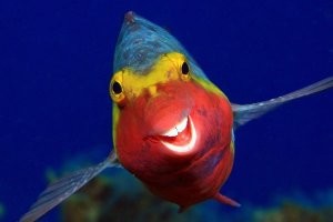 У меня для вас плохие новости самые сильные челюсти у морских попугаев - конкретно у какого вида не удалось определить - но они грызут кораллы так что  бетон,  а также стальные тросы вообще не считают чем либо твёрдым - просто невкусным и рыба мирная и общительная все кто плавал в тропических морях их встречал возле рифов .  но палец ей в рот можно сунуть только 1 раз.