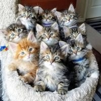 30 котонянек, которые отлично справляются со своей работой