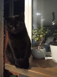 А это мой кот недовольный тем, что я отобрал у него фикус который он весь сожрал и им же естественно блеванул=)