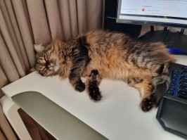 У меня такая же сейчас живет, забрал ее из частного дома, что бы сама не оставалась, где жил у нее какое-то время, хозяева ее уехали раньше.

Она любила вываливаться в грядке, а когда дождь носилась по лужам и той же грядке, приходилось лапы мыть, сейчас живет в квартире, иногда пытается сбежать ...